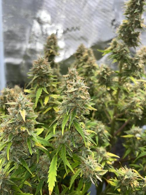 Auto Frozen Biscotti 2026. Week 12