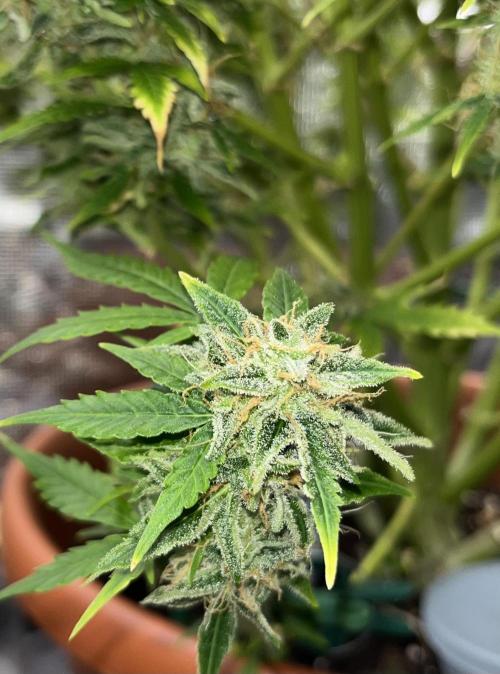 Auto Frozen Biscotti 2026. Week 12