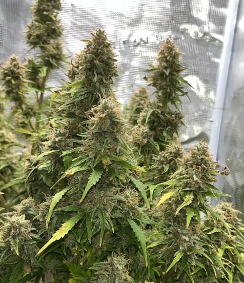 Auto Frozen Biscotti 2026. Week 12