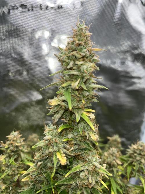 Auto Frozen Biscotti 2026. Week 12