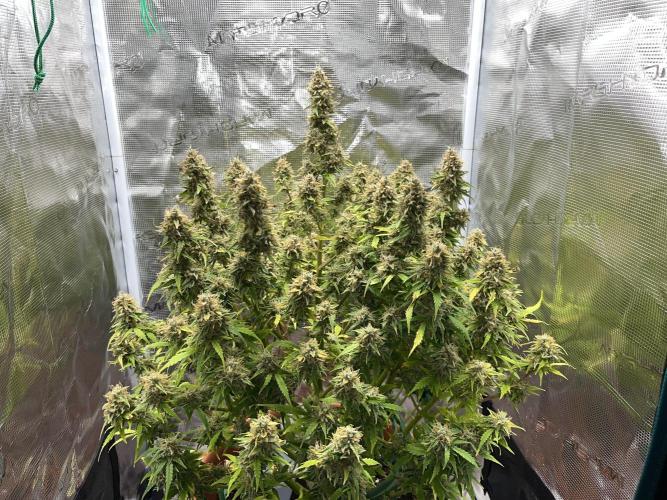 Auto Frozen Biscotti 2026. Week 13