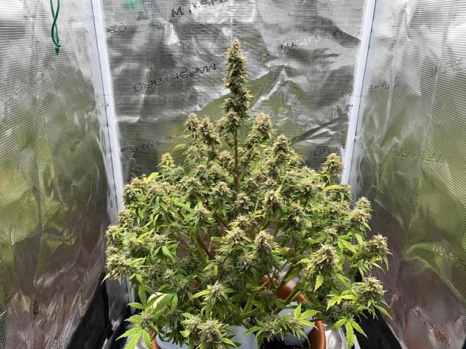 Auto Frozen Biscotti 2026. Week 13