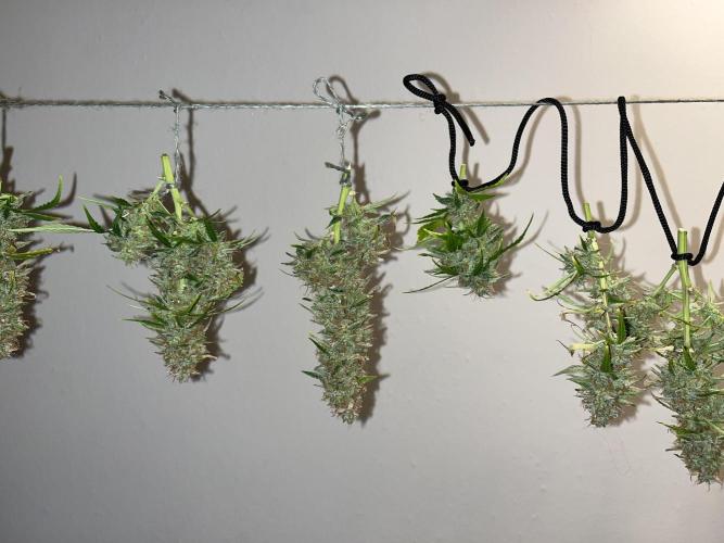 Auto Frozen Biscotti 2026. Week 13