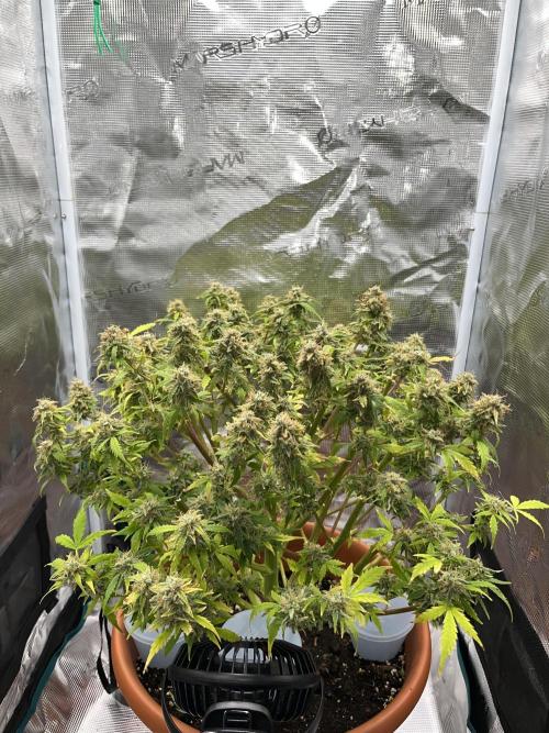 Auto Frozen Biscotti 2026. Week 13