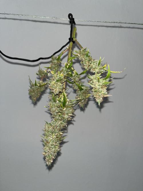 Auto Frozen Biscotti 2026. Week 13 - The biggest bud that I harvested from her :) Way bigger irl! 