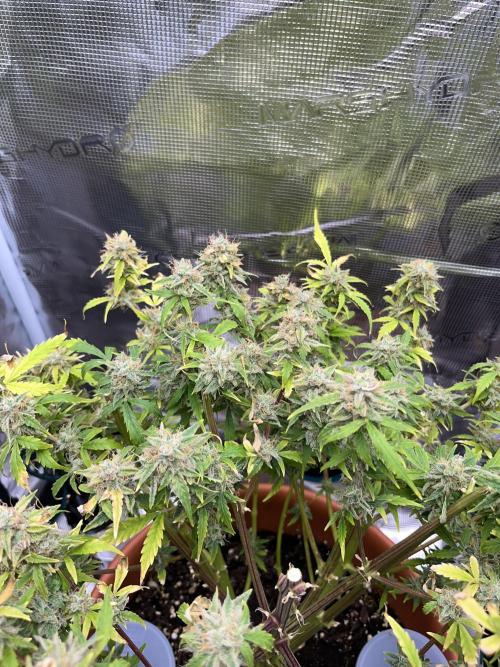 Auto Frozen Biscotti 2026. Week 13
