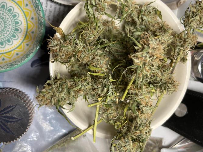 Auto Frozen Biscotti 2026. Week 13