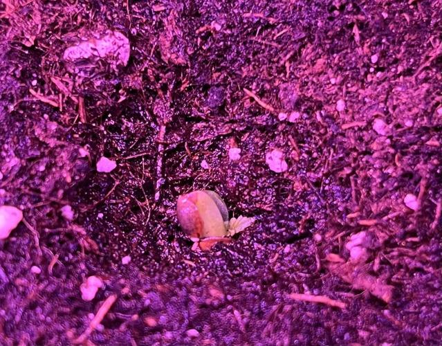Auto SFV OG 2026. Week 1