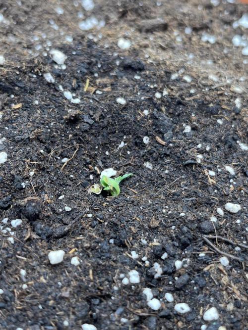 Auto SFV OG 2026. Week 1