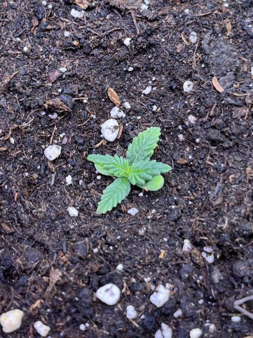 Auto SFV OG 2026. Week 2