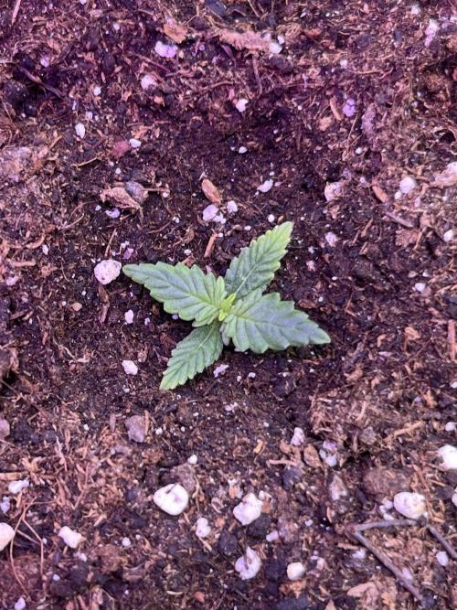 Auto SFV OG 2026. Week 2