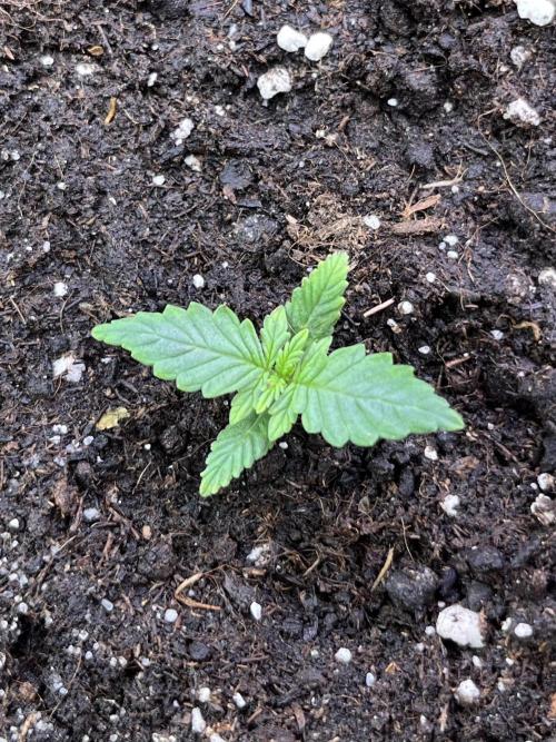 Auto SFV OG 2026. Week 2