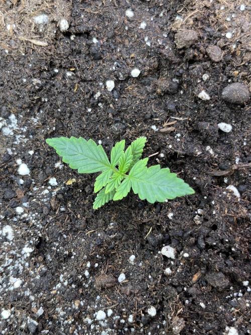 Auto SFV OG 2026. Week 2
