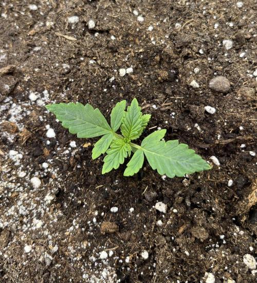 Auto SFV OG 2026. Week 2