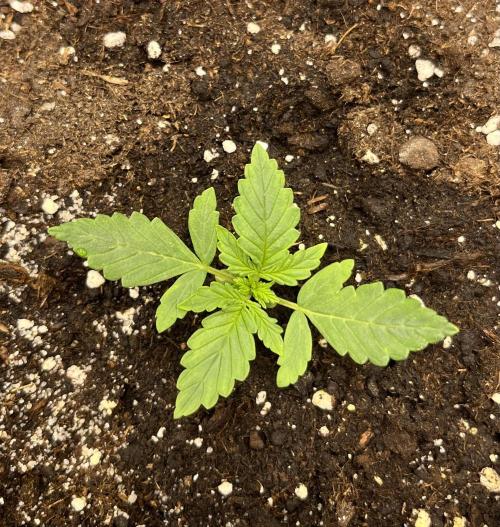 Auto SFV OG 2026. Week 2