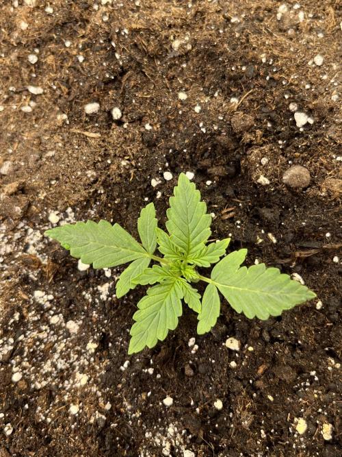 Auto SFV OG 2026. Week 2