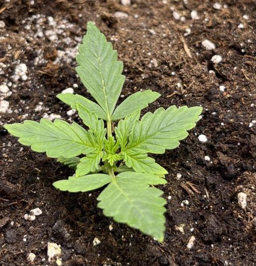 Auto SFV OG 2026. Week 2