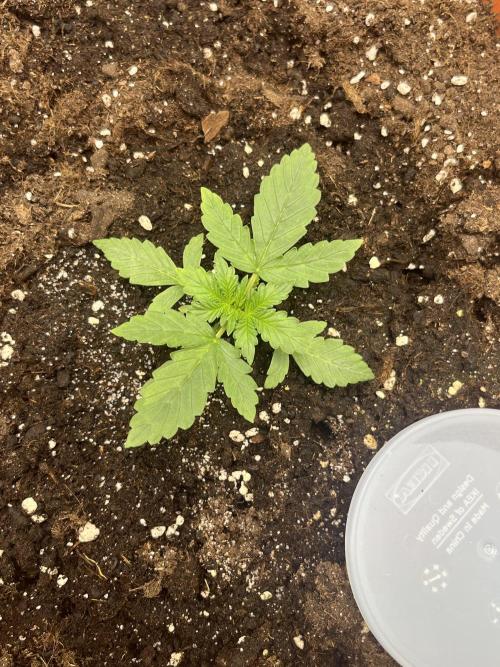 Auto SFV OG 2026. Week 3