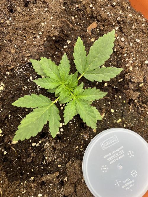 Auto SFV OG 2026. Week 3