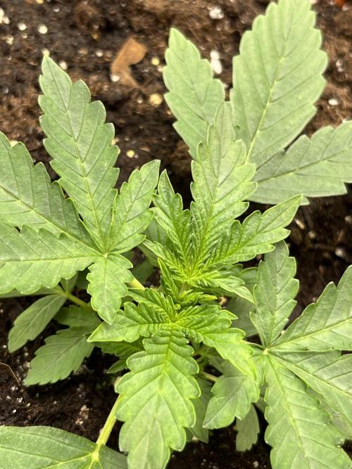 Auto SFV OG 2026. Week 3