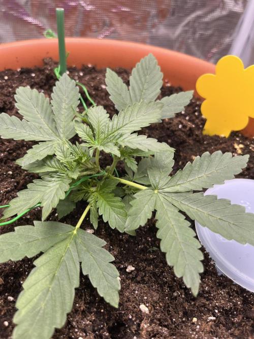 Auto SFV OG 2026. Week 3