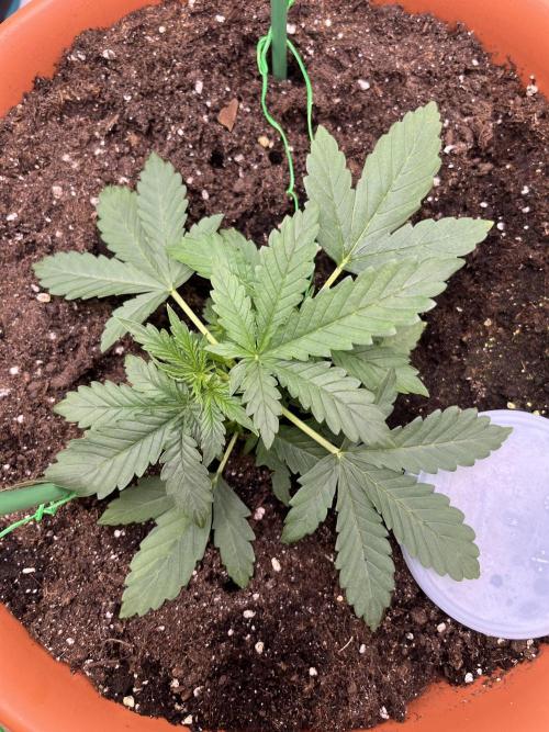 Auto SFV OG. Week 3
