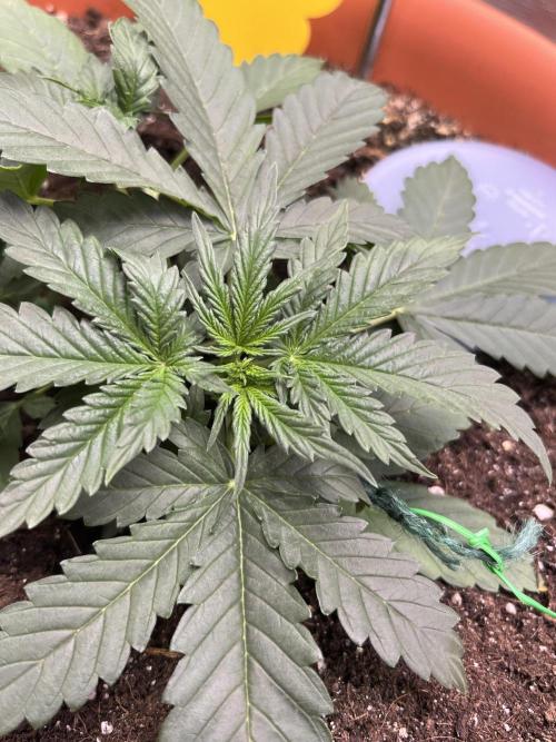 Auto SFV OG 2026. Week 4