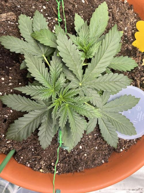 Auto SFV OG 2026. Week 4