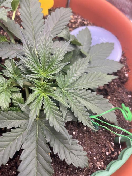 Auto SFV OG 2026. Week 4
