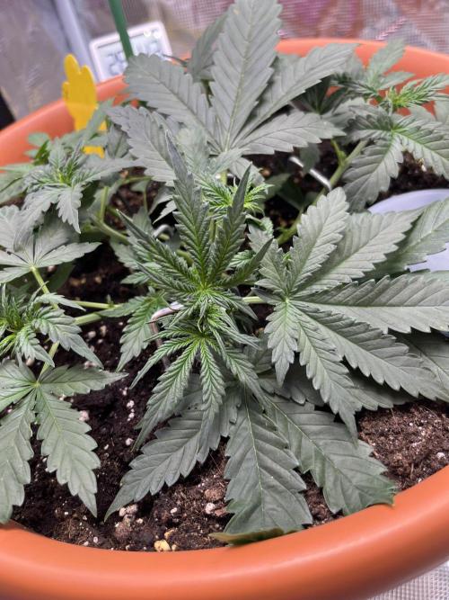 Auto SFV OG 2026. Week 4