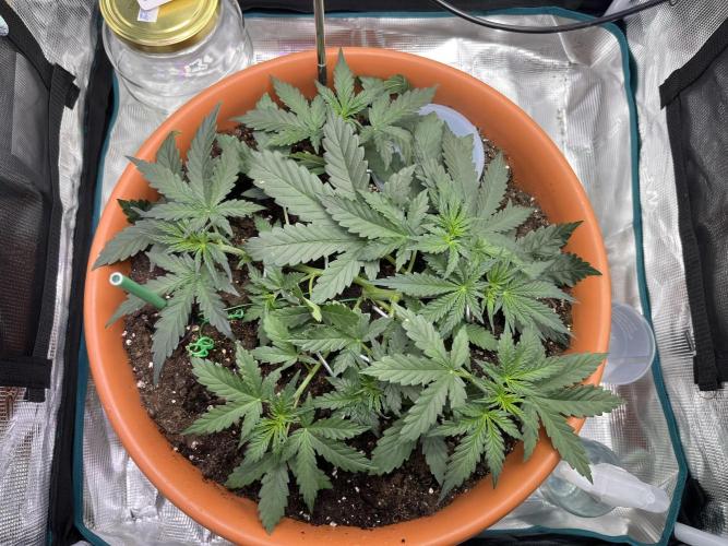Auto SFV OG 2026. Week 4