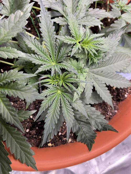 Auto SFV OG 2026. Week 4
