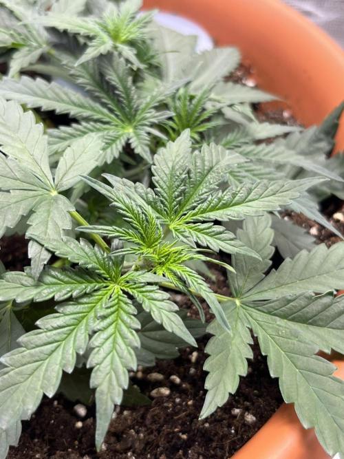 Auto SFV OG 2026. Week 4