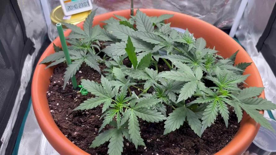 Auto SFV OG 2026