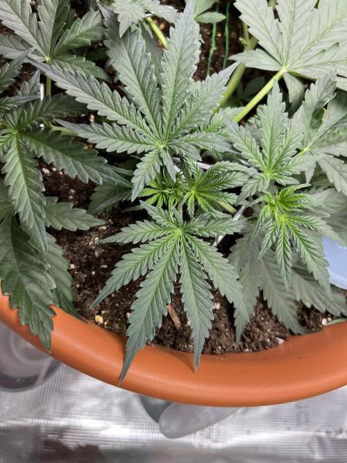 Auto SFV OG 2026. Week 4