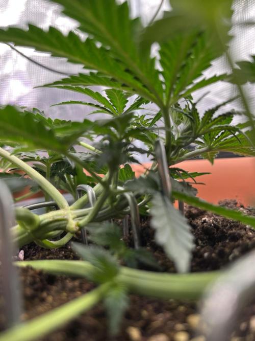 Auto SFV OG 2026. Week 4