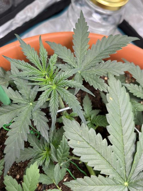 Auto SFV OG 2026. Week 4