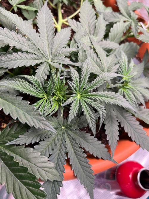 Auto SFV OG 2026. Week 5