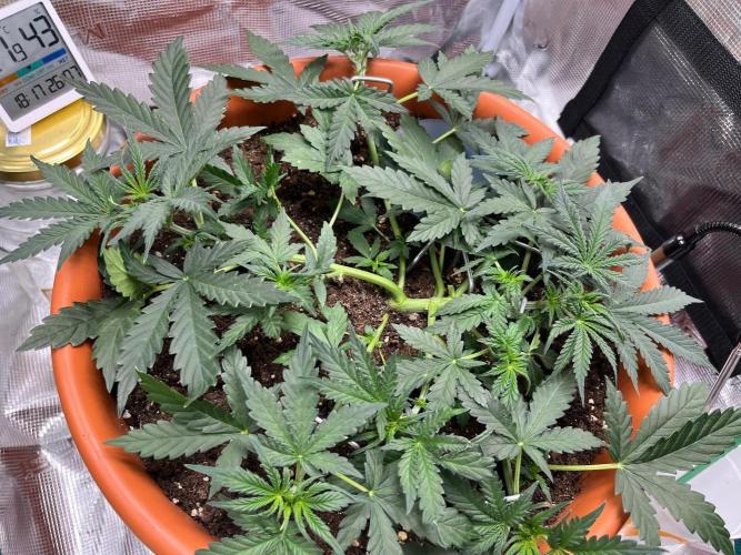 Auto SFV OG 2026. Week 5