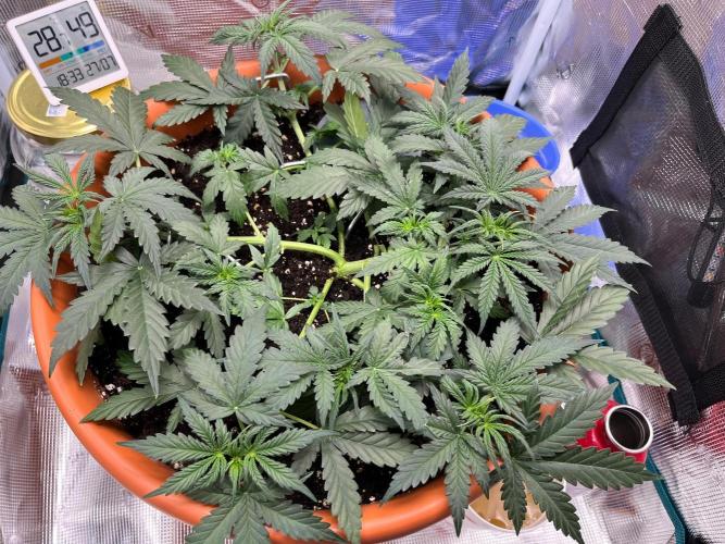 Auto SFV OG 2026. Week 5
