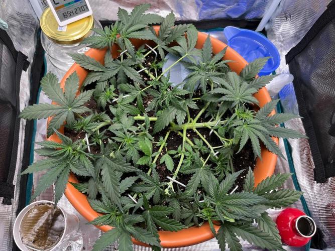 Auto SFV OG 2026. Week 5