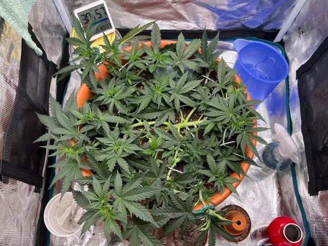 Auto SFV OG 2026. Week 5
