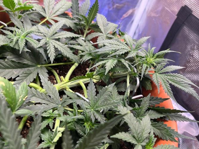 Auto SFV OG 2026. Week 5