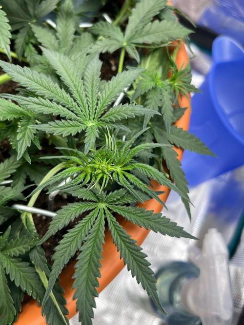 Auto SFV OG 2026. Week 5