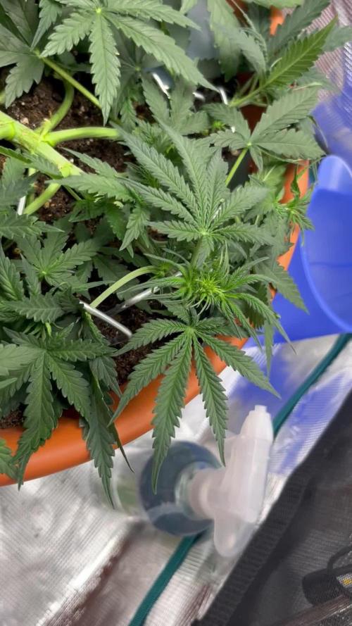 Auto SFV OG 2026