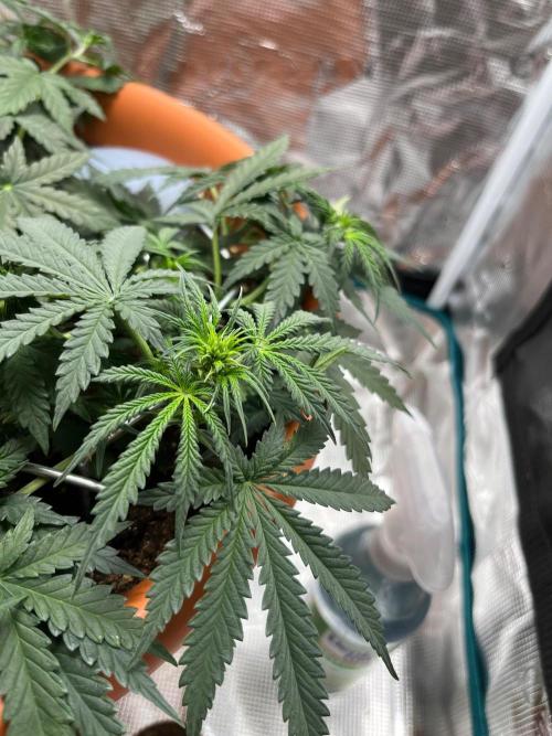 Auto SFV OG 2026. Week 6