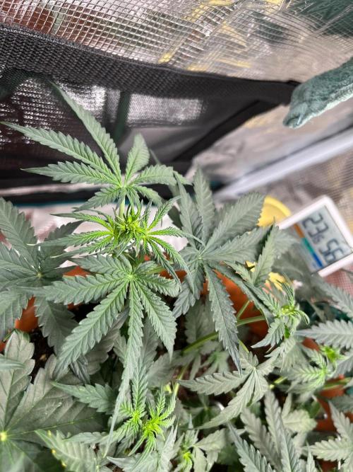 Auto SFV OG 2026. Week 6