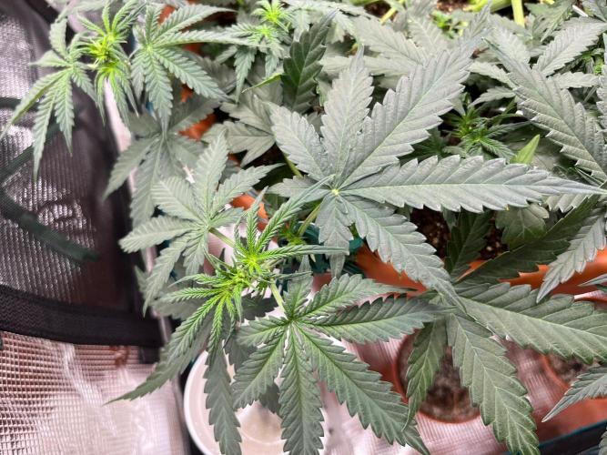 Auto SFV OG 2026. Week 6