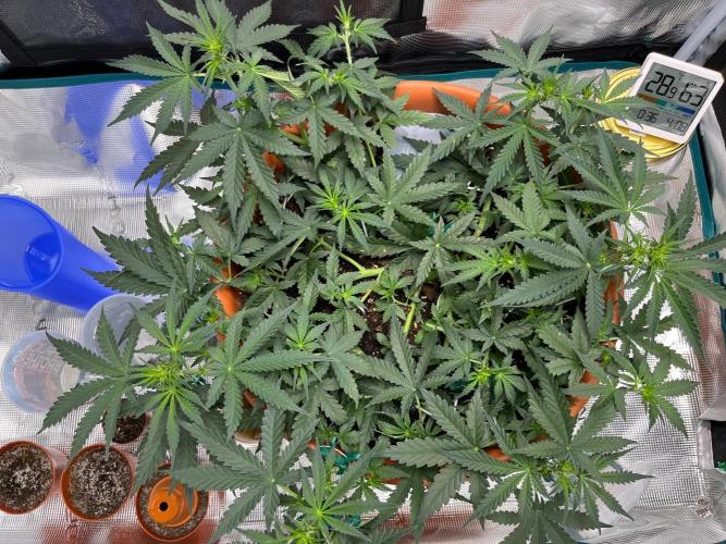 Auto SFV OG 2026. Week 6