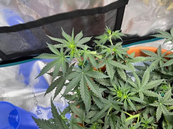Auto SFV OG 2026. Week 6